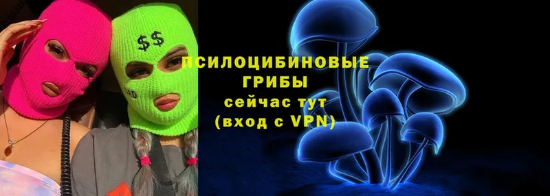 где купить наркоту  Фролово  Галлюциногенные грибы Psilocybine cubensis 